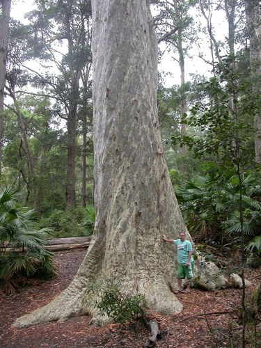 Corymbia maculata (Spotted Gum)