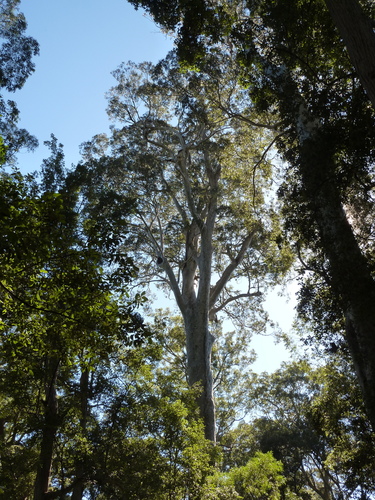 Corymbia maculata (Spotted Gum) (alternate view 2)