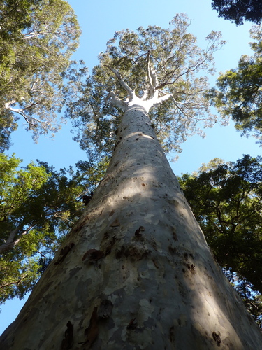 Corymbia maculata (Spotted Gum) (alternate view 3)
