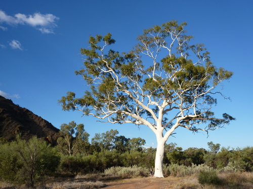 Corymbia (Bloodgums) (alternate view 2)
