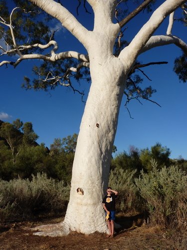 Corymbia (Bloodgums) (alternate view 3)