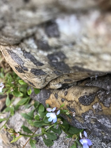 Lobelia anceps (angled lobelia) (alternate view 7)