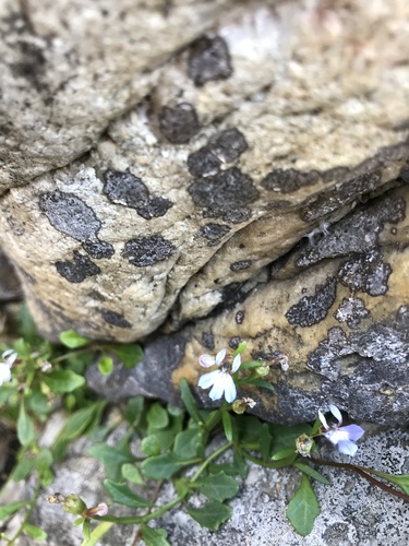 Lobelia anceps (angled lobelia) (alternate view 6)