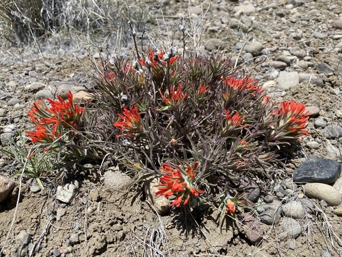 Castilleja chromosa (Desert Paintbrush) (alternate view 4)