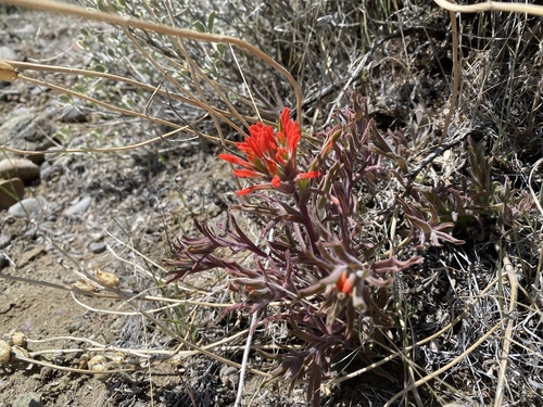 Castilleja chromosa (Desert Paintbrush) (alternate view 5)