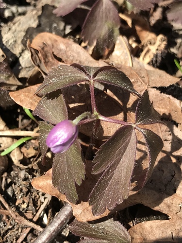 Anemonoides quinquefolia (wood anemone)