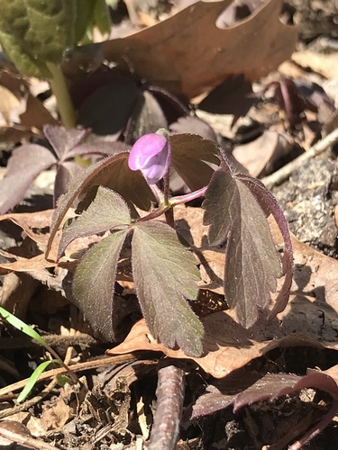 Anemonoides quinquefolia (wood anemone)