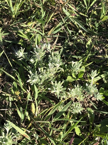 Diaperia prolifera (flathead rabbit tobacco) (alternate view 7)