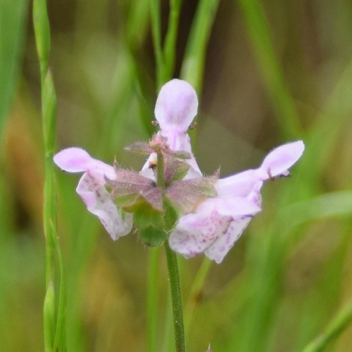 Stachys rigida (Rough Hedgenettle) (alternate view 4)