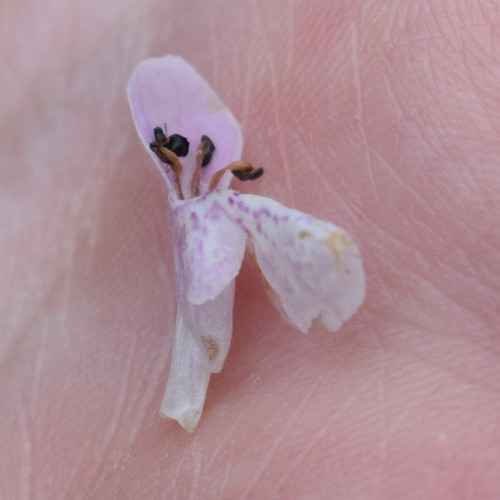Stachys rigida (Rough Hedgenettle) (alternate view 6)