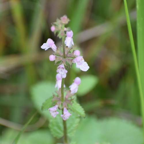 Stachys rigida (Rough Hedgenettle) (alternate view 5)