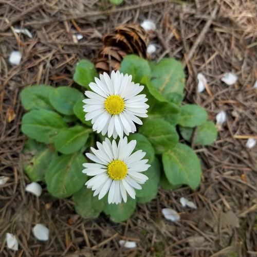 Bellis perennis (Lawn daisy)