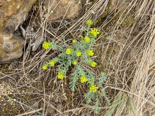 Euphorbia seguieriana (alternate view 7)