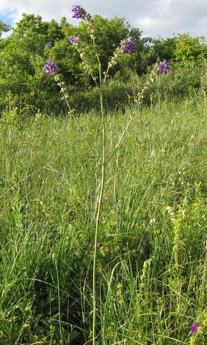 Salvia nutans (alternate view 3)