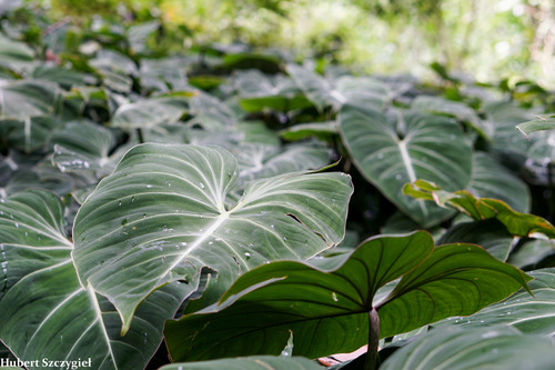 Philodendron gloriosum (Glorious Philodendron)