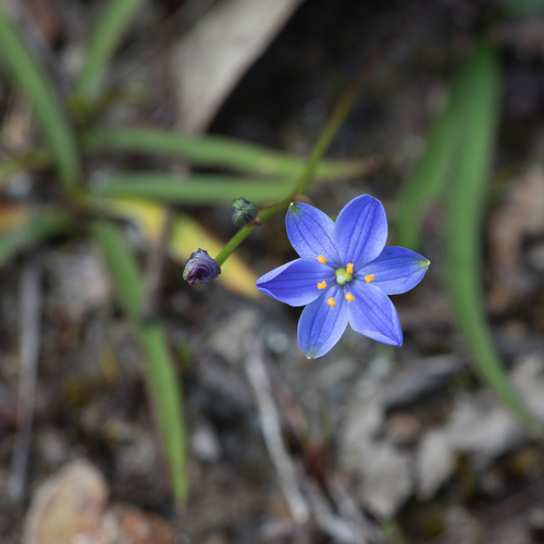 Chamaescilla corymbosa (Blue Stars) (alternate view 4)