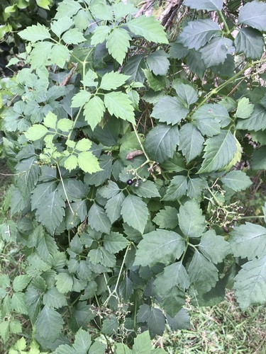 Causonis clematidea (Slender Grape)