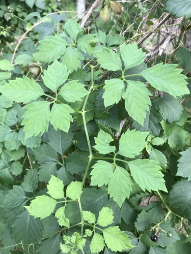 Causonis clematidea (Slender Grape) (alternate view 3)
