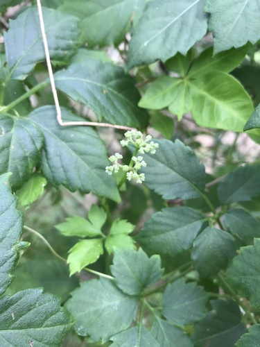 Causonis clematidea (Slender Grape) (alternate view 4)