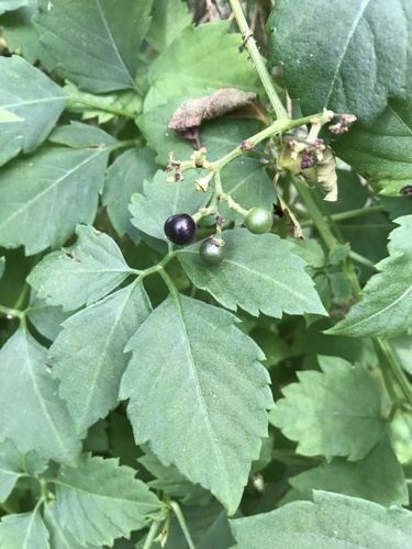 Causonis clematidea (Slender Grape) (alternate view 2)