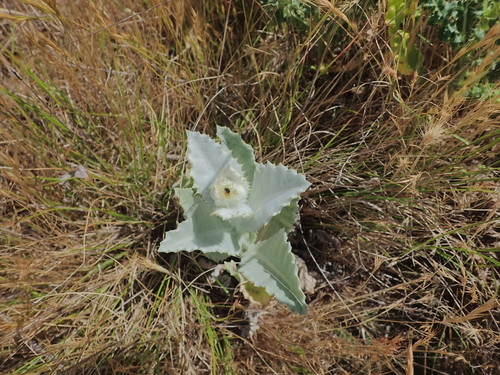 Onopordum acanthium (Scotch thistle)