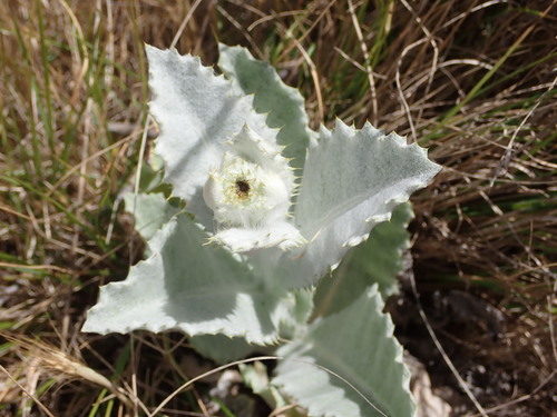 Onopordum acanthium (Scotch thistle) (alternate view 2)