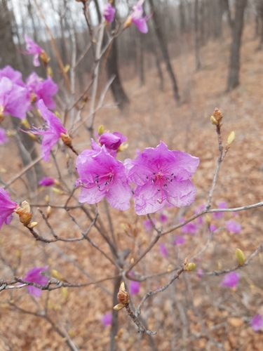 Rhododendron mucronulatum (Korean azalea) (alternate view 3)
