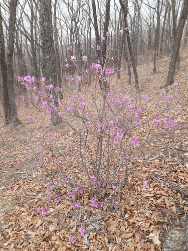 Rhododendron mucronulatum (Korean azalea) (alternate view 4)