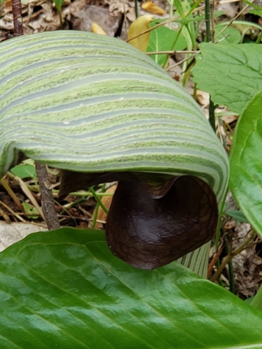 Arisaema ringens (Japanese Cobra Plant)