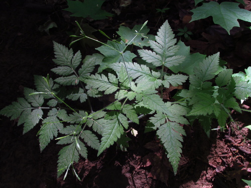 Osmorhiza claytonii (hairy sweet cicely)