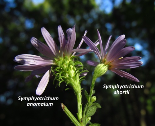 Symphyotrichum (American asters) (alternate view 3)