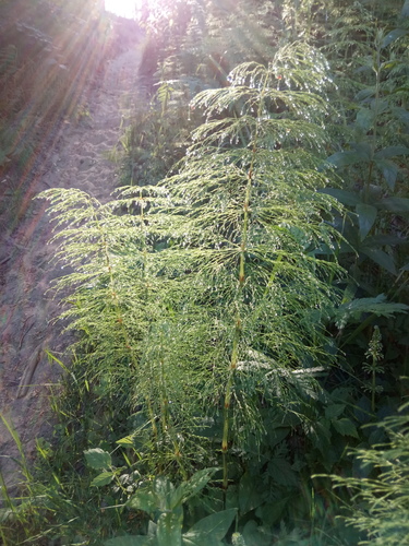 Equisetum sylvaticum (wood horsetail)