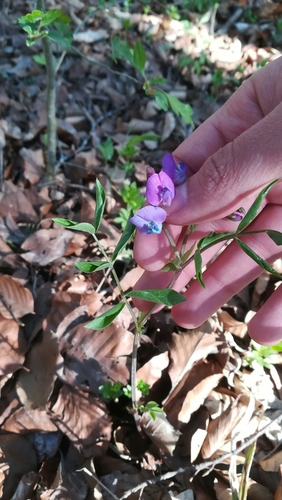 Lathyrus linifolius (Bitter Vetch)