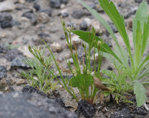 Juncus bufonius (Toad rush)