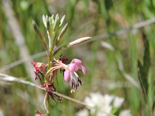 Oenothera suffulta (roadside gaura) (alternate view 2)