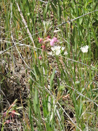 Oenothera suffulta (roadside gaura) (alternate view 3)