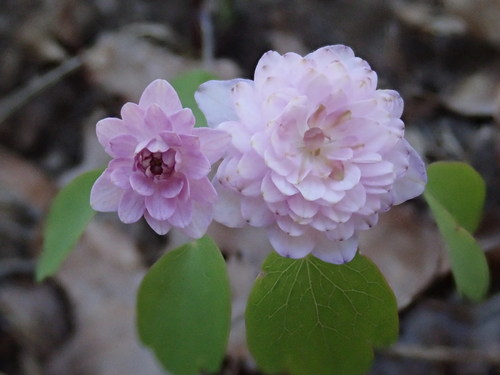 Thalictrum thalictroides (rue anemone)