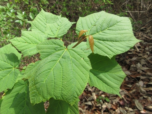 Acer tegmentosum (Manchurian Striped Maple)