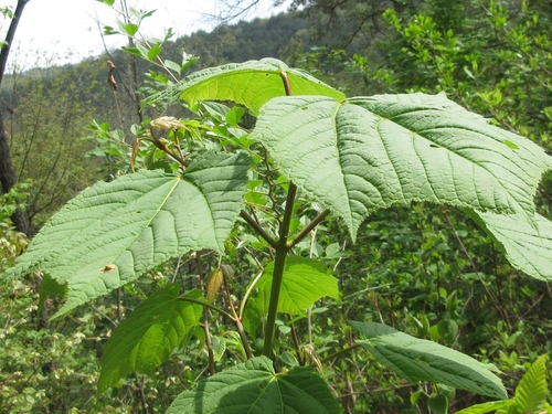 Acer tegmentosum (Manchurian Striped Maple)