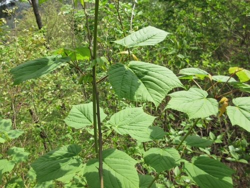 Acer tegmentosum (Manchurian Striped Maple)