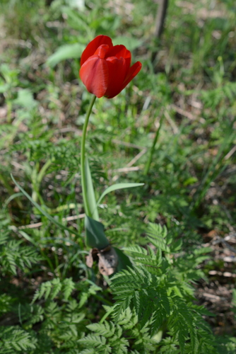 Tulipa gesneriana (Garden Tulip)