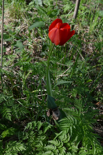 Tulipa gesneriana (Garden Tulip)