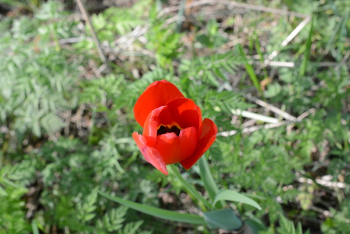 Tulipa gesneriana (Garden Tulip)