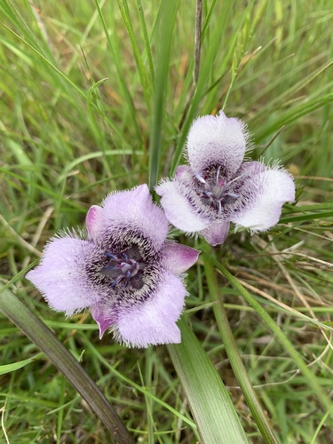 Calochortus tolmiei (Tolmie's pussy ears) (alternate view 6)