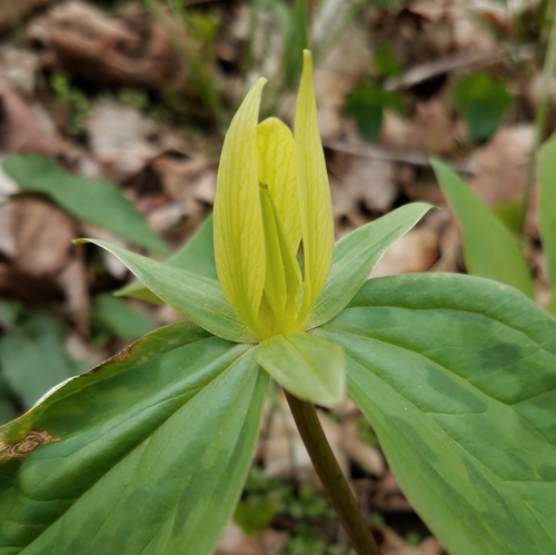 Trillium sessile (toadshade) (alternate view 4)