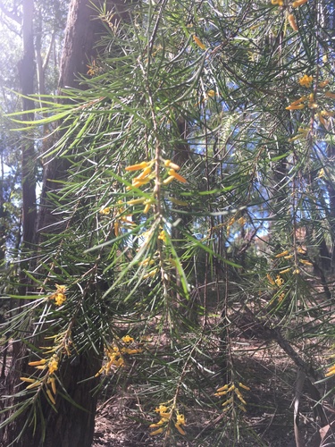 Persoonia linearis (Narrow-leaf Geebung)