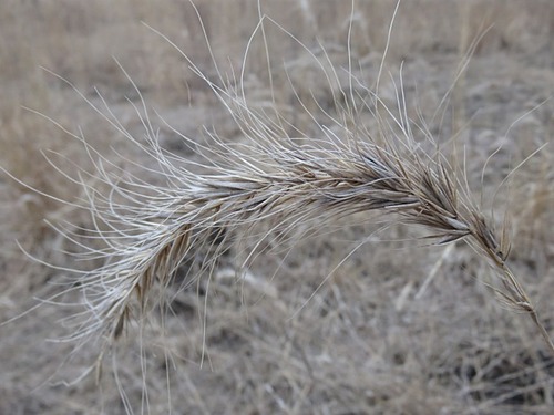 Elymus canadensis (Canada wild rye) (alternate view 2)