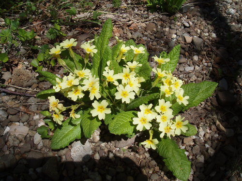 Primula (polyanthus)