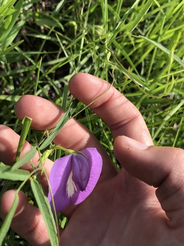 Centrosema virginianum (butterfly pea) (alternate view 3)