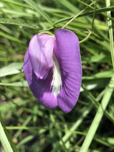 Centrosema virginianum (butterfly pea) (alternate view 2)